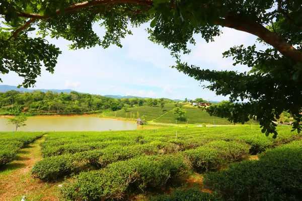 Agricultural Field Countryside Thailand — Stockfoto