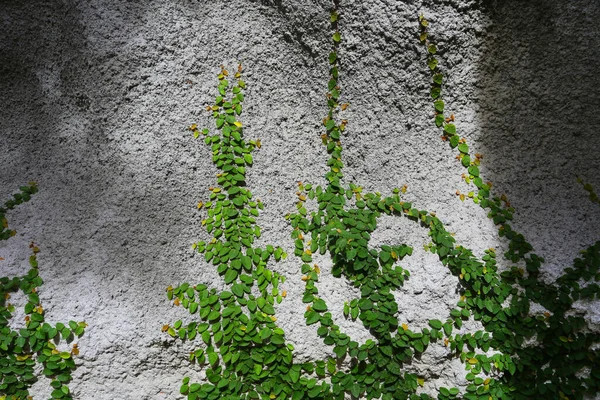 Grüne Blätter Auf Dem Boden — Stockfoto