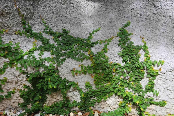 Πράσινα Φύλλα Στον Τοίχο — Φωτογραφία Αρχείου