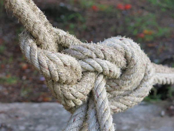 Rope Tied Tree Shore — Stockfoto