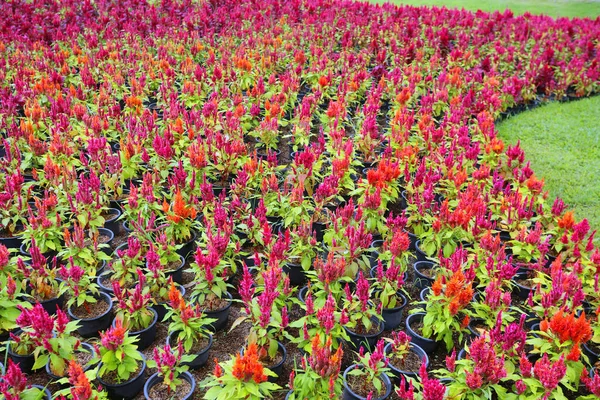 Beautiful Botanical Shot Natural Wallpaper Plants Pots — Stock Photo, Image