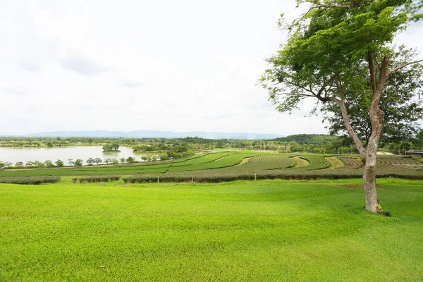 Trees Green Grass Garden — Stockfoto