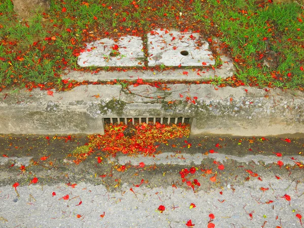 close-up view of fallen leaves and petals on ground in park