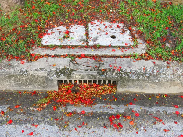 close-up view of fallen leaves and petals on ground in park