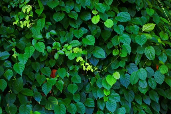 Friss Zöld Növények Kertben — Stock Fotó
