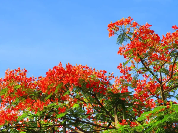 Flowers Green Leaves Tree Blue Sky Background — Stockfoto