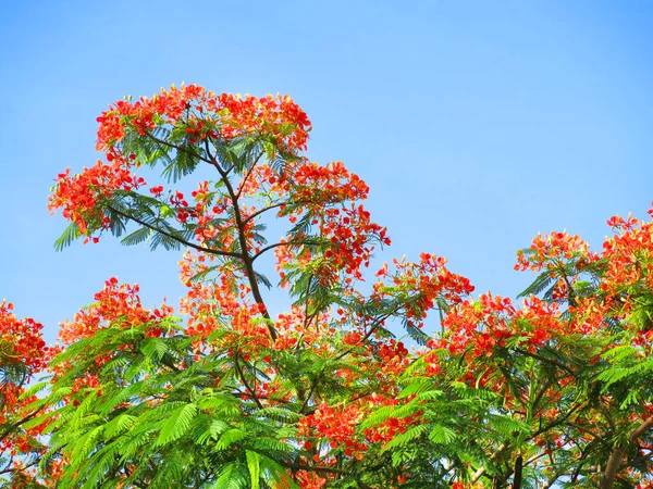 Квіти Зеленим Листям Дереві Фоні Блакитного Неба — стокове фото