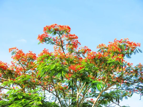 Flowers Green Leaves Tree Blue Sky Background — Stockfoto