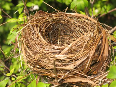 close-up view of empty bird nest 