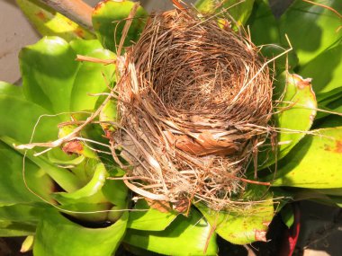 Boş kuş yuvasının yakın plan görüntüsü 