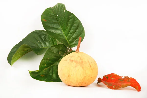 Guava Fruit Fresh Healthy Tropical Fruits — Fotografia de Stock