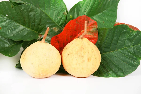 Guava Fruit Fresh Healthy Tropical Fruits — Φωτογραφία Αρχείου