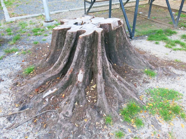 Parktaki Ağaç Kütüğünün Yakın Plan Görüntüsü — Stok fotoğraf