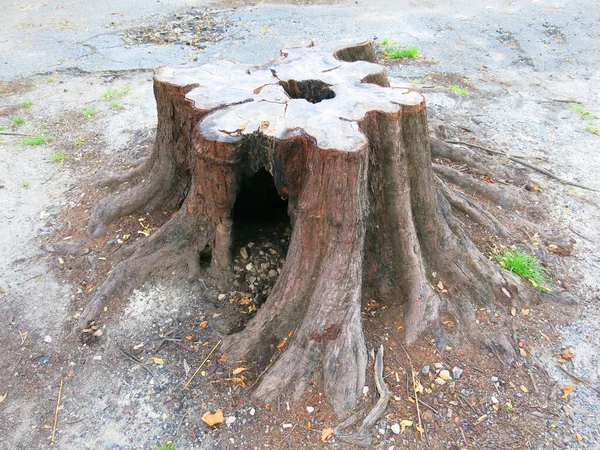 Close View Tree Stump Park — 图库照片