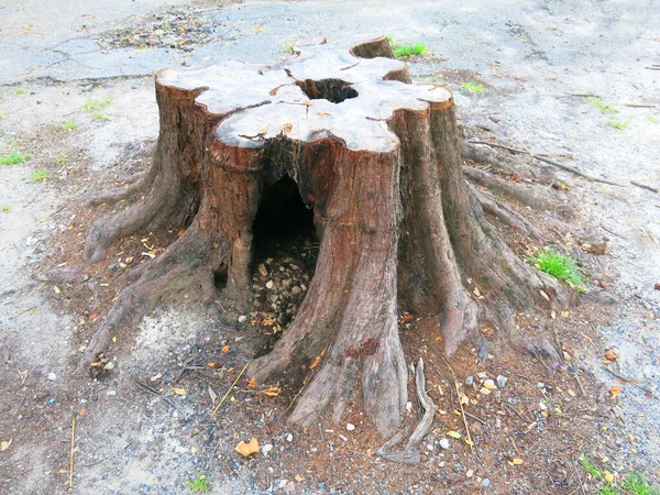 Close View Tree Stump Park — стоковое фото