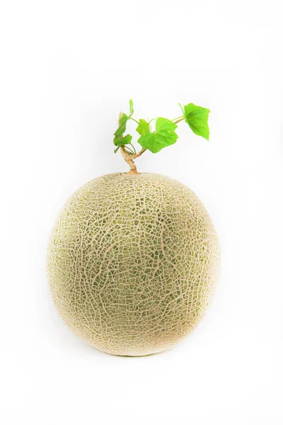 Meloun Zelenými Listy Izolované Bílém Pozadí — Stock fotografie