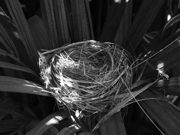 Boş Kuş Yuvasının Yakın Plan Görüntüsü — Stok fotoğraf