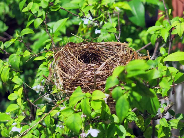 Close View Empty Bird Nest — Stock Fotó