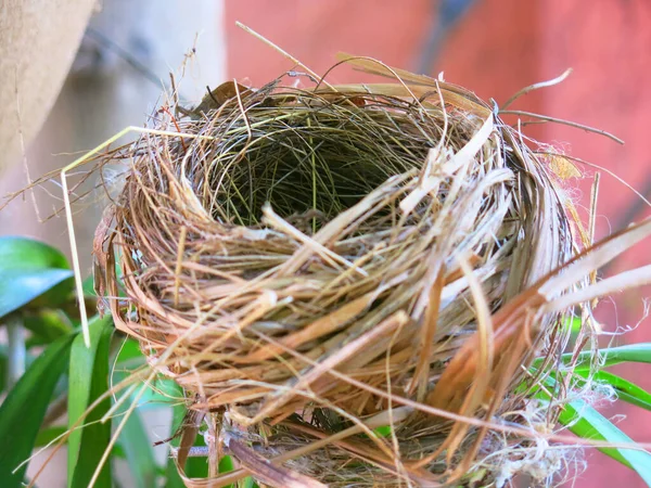 Close View Empty Bird Nest — 图库照片