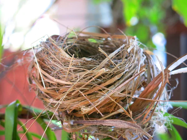 Close View Empty Bird Nest — Stock Fotó