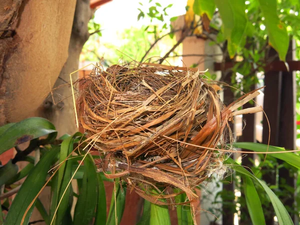 Close View Empty Bird Nest — Stock Fotó