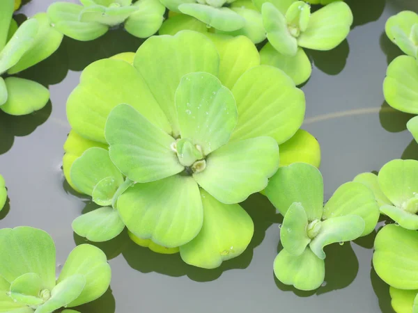 Green Leaves Pond — Stock Photo, Image