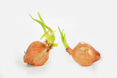 Beyaz arkaplanda soğan izole edildi