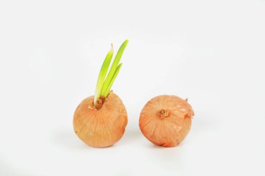 Beyaz arkaplanda soğan izole edildi