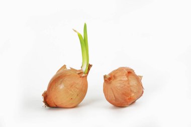 Beyaz arkaplanda izole soğanlar 