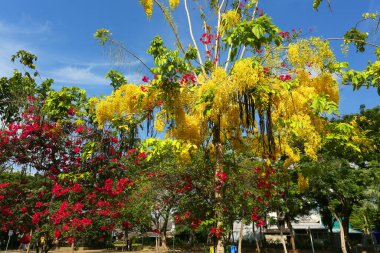 Bahçedeki güzel çiçekler