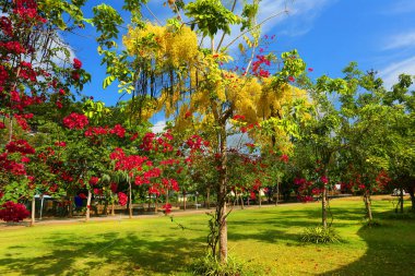 Bahçedeki güzel çiçekler