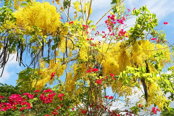 Vackra Blommor Trädgården — Stockfoto