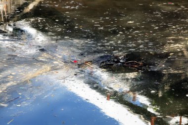 Suda yüzen çöplerle dolu bir gölet