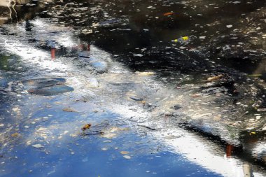 pond with garbage floating in water