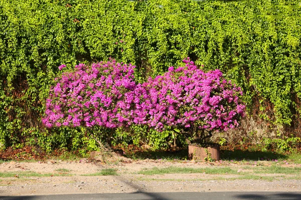 Vackra Rosa Blommor Trädgården — Stockfoto