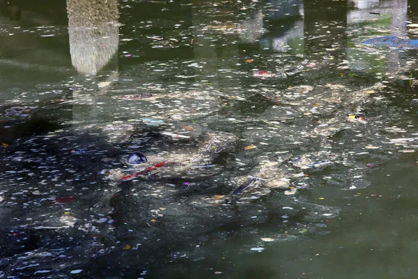 Suda Yüzen Çöplerle Dolu Bir Gölet — Stok fotoğraf