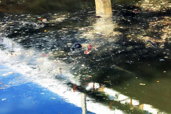 Pond Garbage Floating Water — Stockfoto