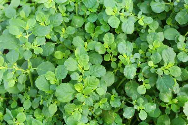 Gröna Blad Trädgården — Stockfoto