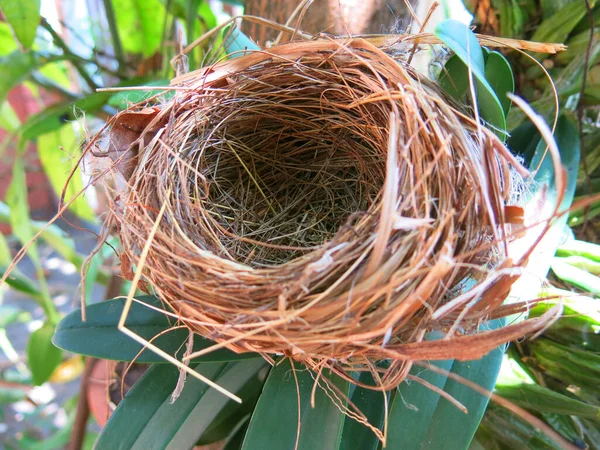 Close View Empty Bird Nest — Foto Stock