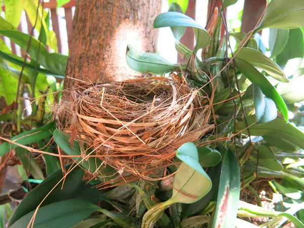 Boş kuş yuvasının yakın plan görüntüsü 