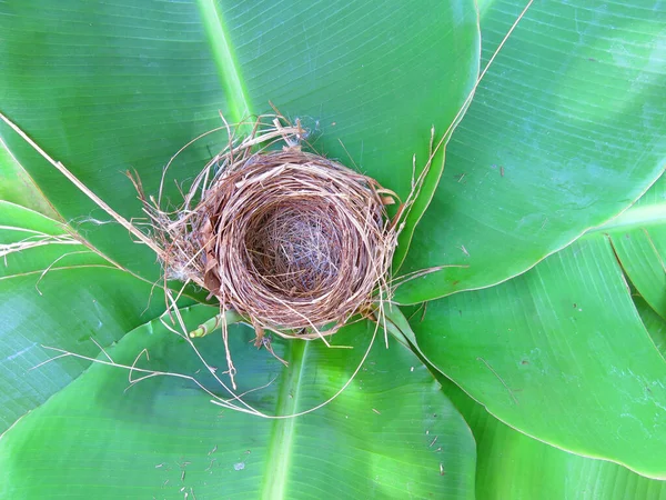 Boş kuş yuvasının yakın plan görüntüsü 