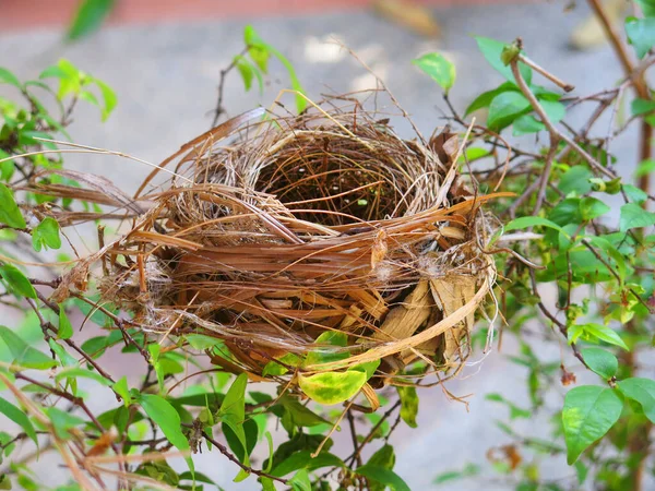 Close View Empty Bird Nest — Foto de Stock