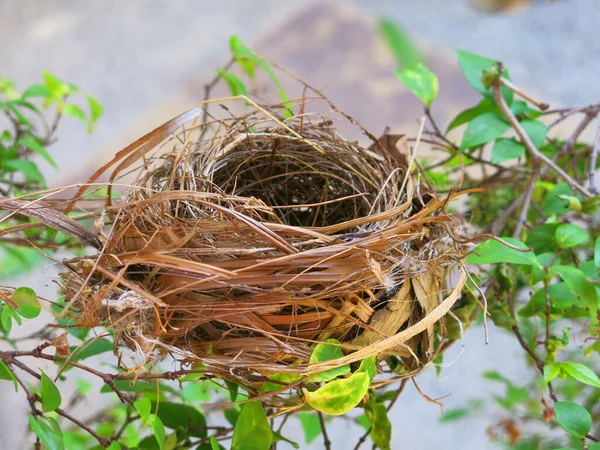 Close View Empty Bird Nest — Stockfoto