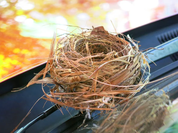 Close View Empty Bird Nest — Zdjęcie stockowe