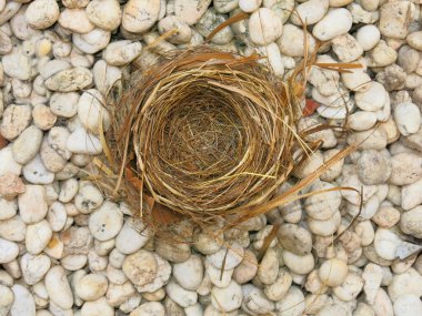 close-up view of empty bird nest 