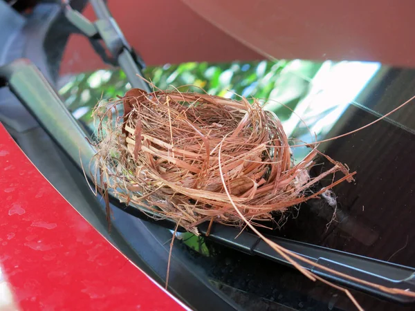 Close View Empty Bird Nest — Zdjęcie stockowe