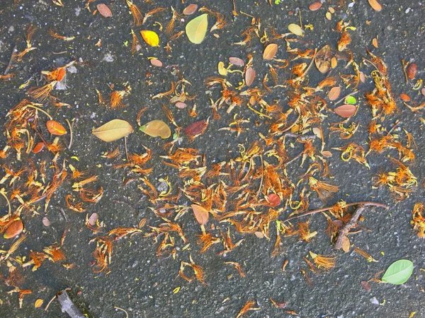 Sonbahar yaprakları, sonbahar bitkileri