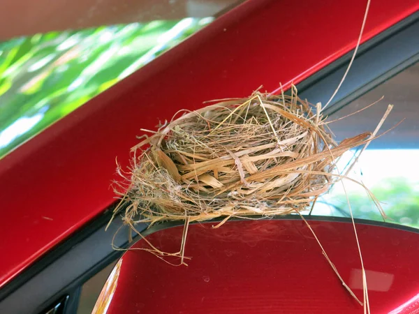 Nahaufnahme Eines Leeren Vogelnestes — Stockfoto