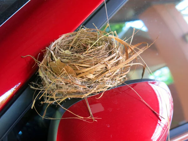 Close View Empty Bird Nest — Foto Stock