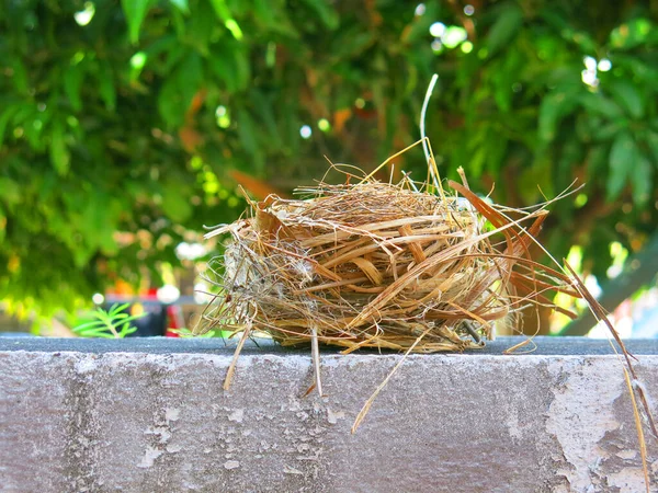 Close View Empty Bird Nest — Foto Stock